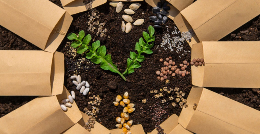 Ako vybrať najlepšie semienka pre vašu záhradu