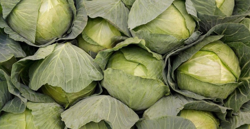 Sadíme a pestujeme - Kapusta