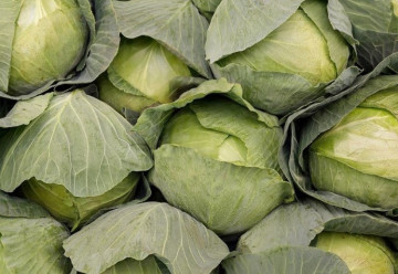 Sadíme a pestujeme - Kapusta