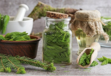 Smrekové ihličie a jeho využitie