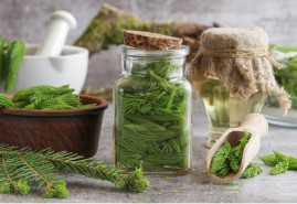 Smrekové ihličie a jeho využitie