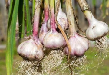 Bohatá úroda cesnaku, ako na to?