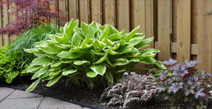 Rastliny nenáročné na starostlivosť