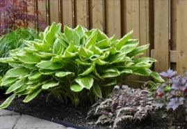 Rastliny nenáročné na starostlivosť