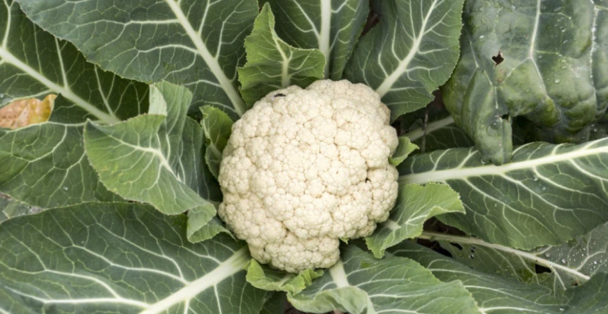 Sadíme a pestujeme - Karfiol