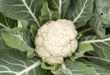 Sadíme a pestujeme - Karfiol