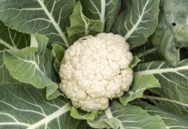 Sadíme a pestujeme - Karfiol