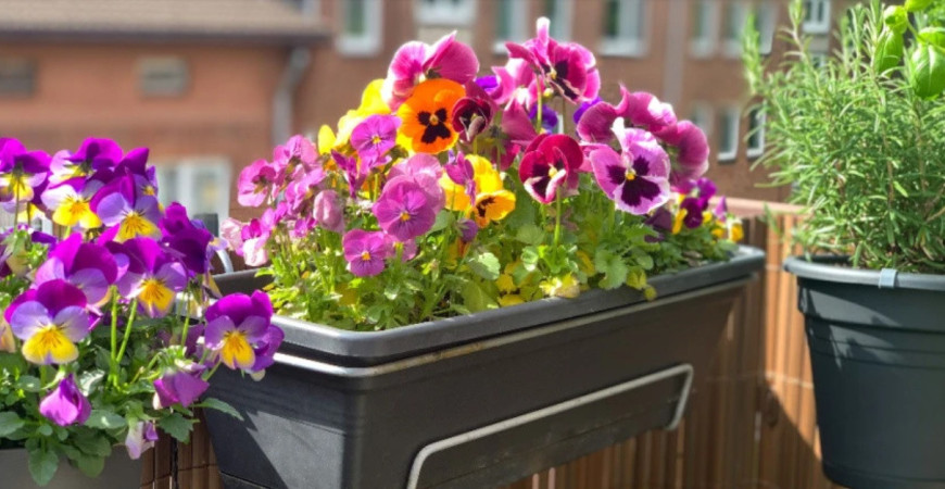 Balkón - ideálny priestor pre okrasné rastliny