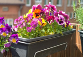 Balkón - ideálny priestor pre okrasné rastliny