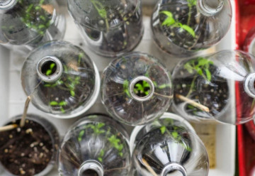 Výroba vlastného miniskleníka z PET fľaše