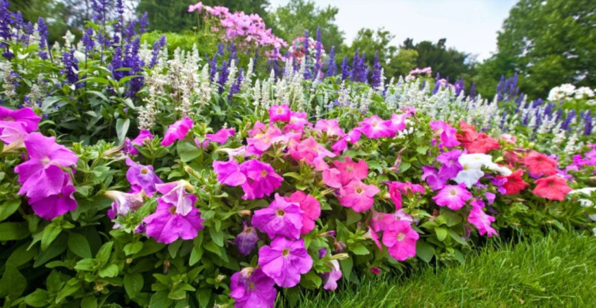 Okrasné trvalky na tienisté miesta