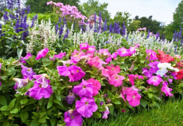 Okrasné trvalky na tienisté miesta