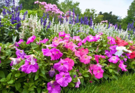 Okrasné trvalky na tienisté miesta