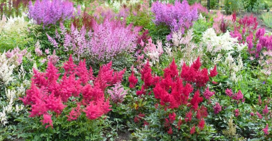 Sadíme a pestujeme - Astilba