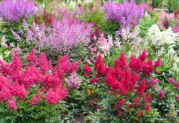 Sadíme a pestujeme - Astilba