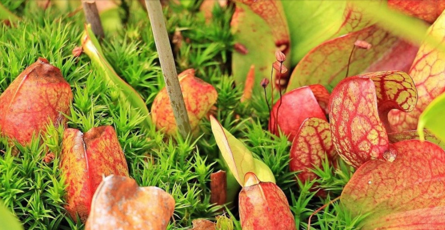 Unikátne mäsožravé rastliny