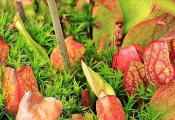 Unikátne mäsožravé rastliny