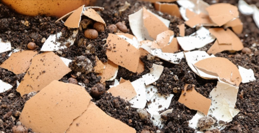 Domáce hnojivá bez chémie