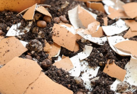 Domáce hnojivá bez chémie