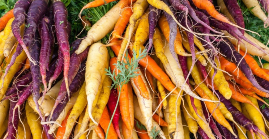Vypestujte si s nami lahodnú mrkvu