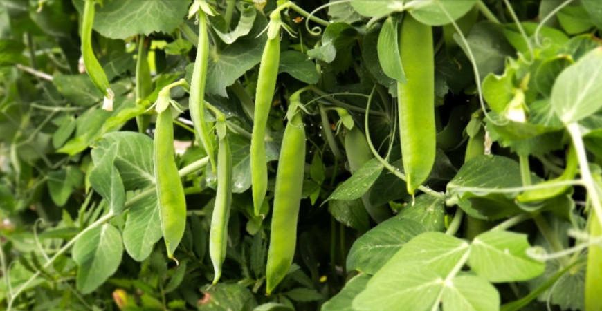 Sadíme a pestujeme - Hrach