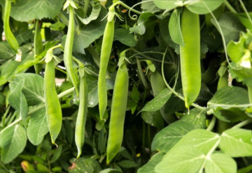 Sadíme a pestujeme - Hrach