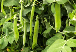 Sadíme a pestujeme - Hrach