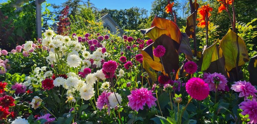 Jarné cibuľoviny 2026