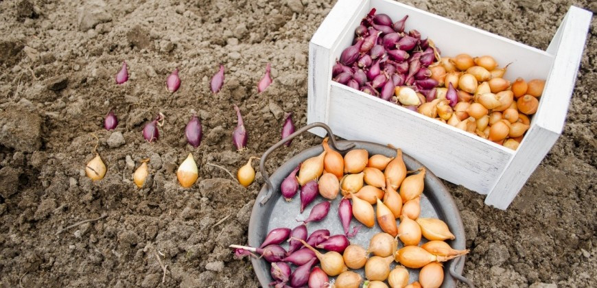 sadzačka jarná 2026